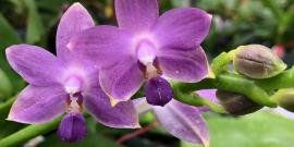 Phal. Sapphire's Violet Sherbet (Kenneth Schubert X Sapphire's Violitz)